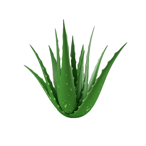 How Aloe Vera Helps in Reducing Acne Inflammation