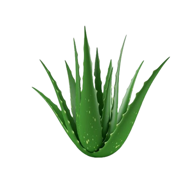 How Aloe Vera Helps in Reducing Acne Inflammation