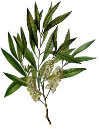 🌿 Natural Remedies for Oily Skin: Balancing Sebum Production the Organic Way