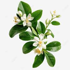 How to Treat Acne Naturally with Essential Oils