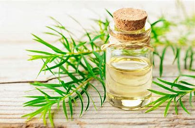Why Tea Tree Oil is a Must-Have for Acne-Prone Skin
